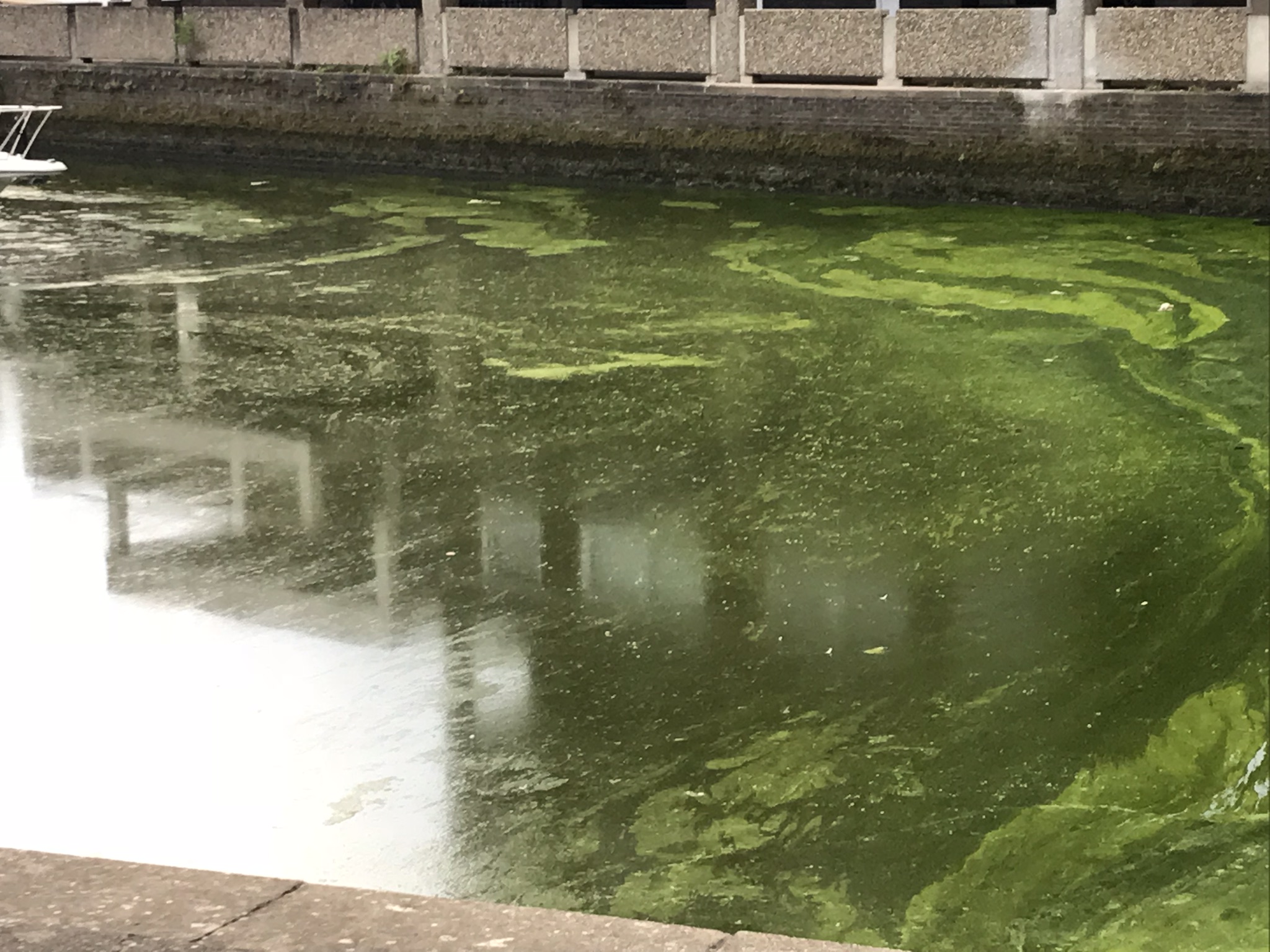 Brentford Dock Algae Bloom