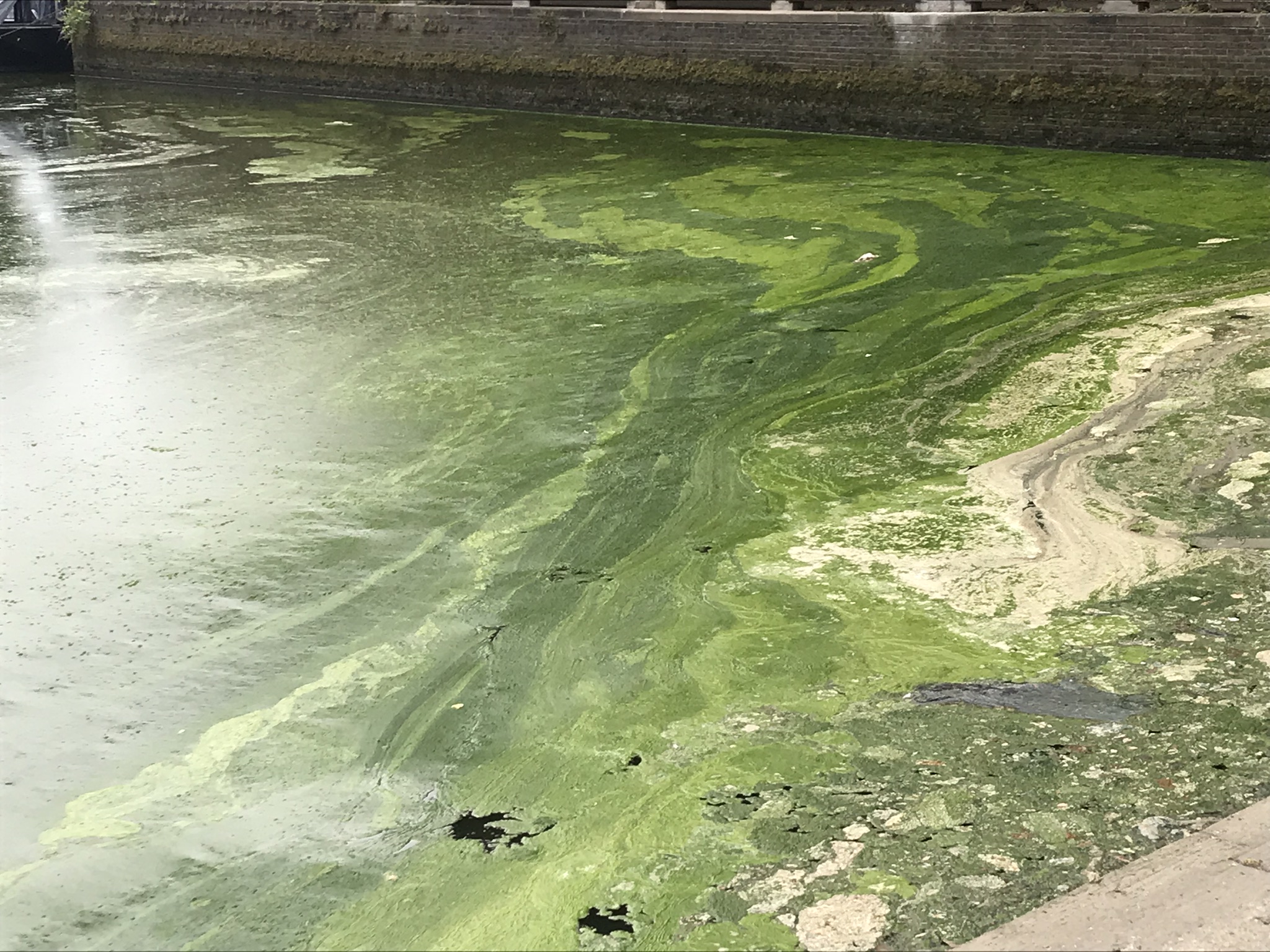 Brentford Dock Marina Algae Bloom